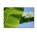 Leaves in the Sun by Patty Tuggle, Canvas Art - 24" x 32"