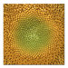 Sunflower by Aiana, Canvas Art - 24" x 24"