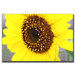 Close up Sunflower by Cary Hahn Canvas Art