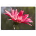 Daisy by Cary Hahn Canvas Art