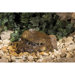 Coronado Sloped Bubbling Rock
