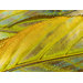Yellow Dust Wall Art