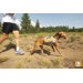 SingleTrack Pack� Dog Backpack