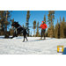 Omnijore Dog Joring Harness
