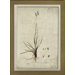 Botanical III Wall Art