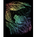 Rainbow Frog Art Engraving