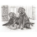 Sketching Pencil By Numbers Labradors Sketching Pencil