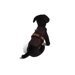 Avant Garde Animal Dog Harness