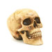 Bonehead Skull Statuette
