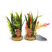 Amphora Plant Assorted Colors Jungle Pod