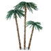 Palm Tree