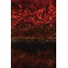 Delight Rug