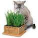 Kitty's Garden