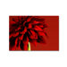 Red Dahlia Printed Canvas Art - 30" X 40"