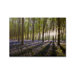 Bluebell Landscape Printed Canvas Art - 30" X 40"