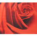 Red Rose Printed Canvas Art - 24" X 28"