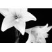 Lillies Printed Canvas Art - 20" X 28"