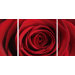 Rose Triptych  Printed Canvas Art - 32" X 32" (Set of 3)