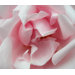 Pink Petals Printed Canvas Art - 28" X 24"
