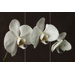 Orchid Canvas (set of 3)
