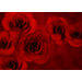 Flower Arc Canvas