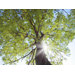 Through The Trees Canvas