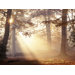 Metallic Forest Canvas