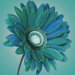 Teal Gerbera Canvas