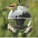 Cling - A - Wing Feeder