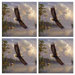 Tuftop Eagle Coasters (Set of 4)