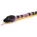Snake Timber Rattler
