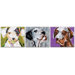 Three Amigos Canvas Art