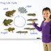 Giant Magnetic Frog Life Cycle (Set of 9)