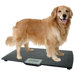 Large Precision Digital Pet Scale