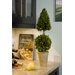 Preserved Boxwoods Preserved Greens Cone and Ball Topiary