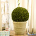 Preserved Boxwoods Preserved Greens Ball on Pot