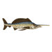 Nelson Wall Fish