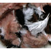 Assorted Quill Feathers Natural Color