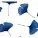 Biloba Wallpaper in Blue and White by Kristina Isola