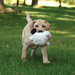 Puppy Tough Balls Sheep Dog Toy