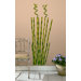 Bamboo Peel and Stick Wall Decal