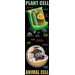 Plant And Animal Cells