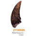 Dino Museum Albertosaurus Claw