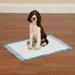 Clean Go Pet Graffiti Puppy Pads