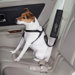 Ride Right Dog Seat Belt Connector