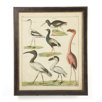 Aviary 4 on Canvas Framed Print