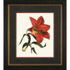 Red Lily 1 Framed Print
