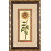 Sunflower II Framed Print
