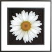 Daisy Framed Print