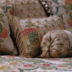 Hazelton Tassel Fringe Cushion